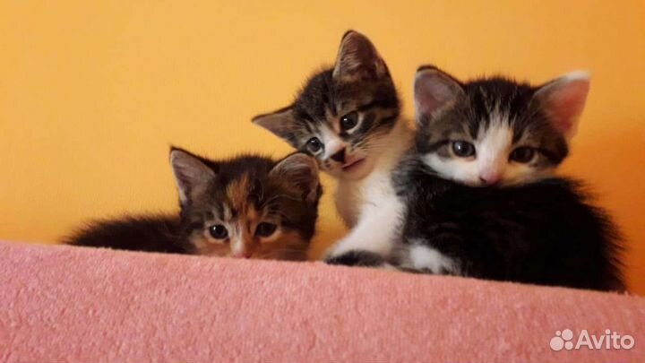 Котятки милашки