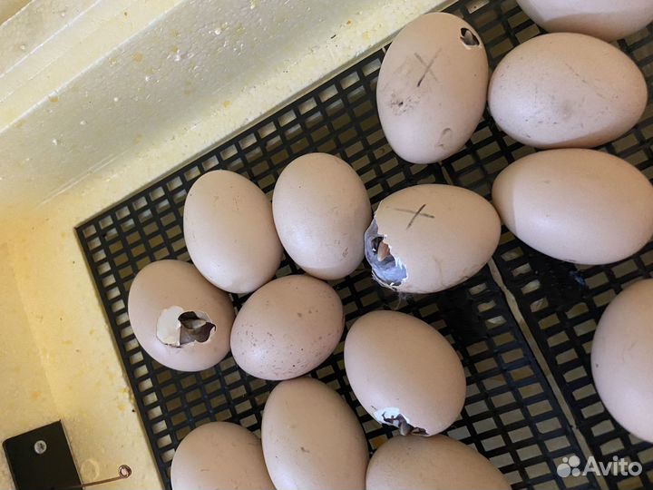 Китайские шелковые цыплята