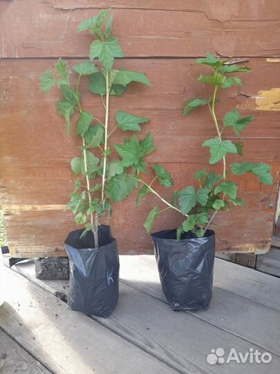 Черенки смородины. Розовая, красная