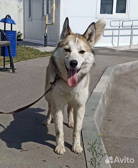 Метис лайки