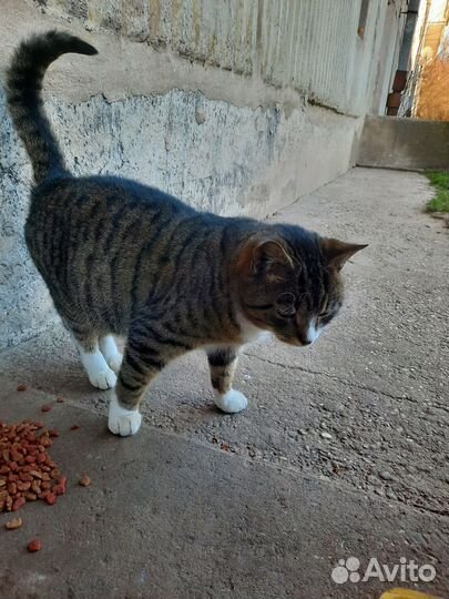 Кошки в добрые руки