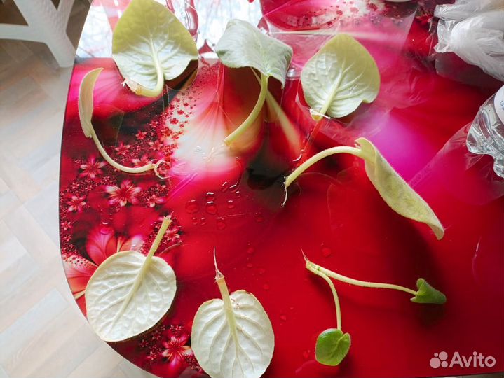 Листик фиалки укорененный. Денежное дерево