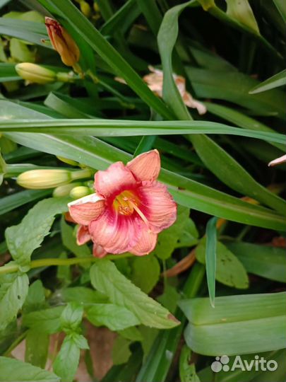 Лилейники сортовые