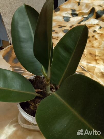 Фикус каучуконосный (эластика)