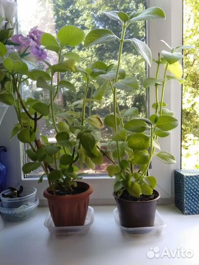 Комнатная мята, лимонник