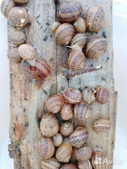 Улитка Мюллер Helix aspersa Muller