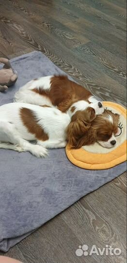 Передержка собак мелких пород