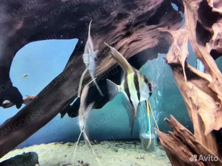 Скалярия Альтум Ориноко F1