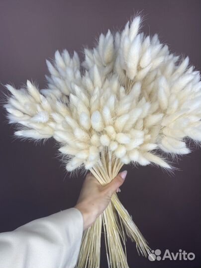 Сухоцветы лагурус