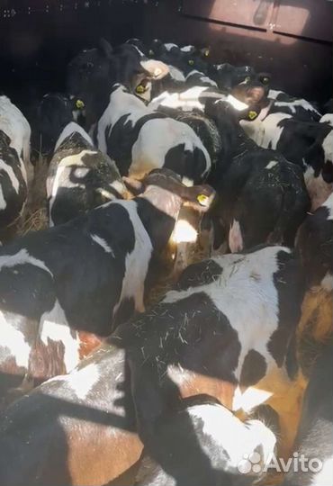 Телята бычки