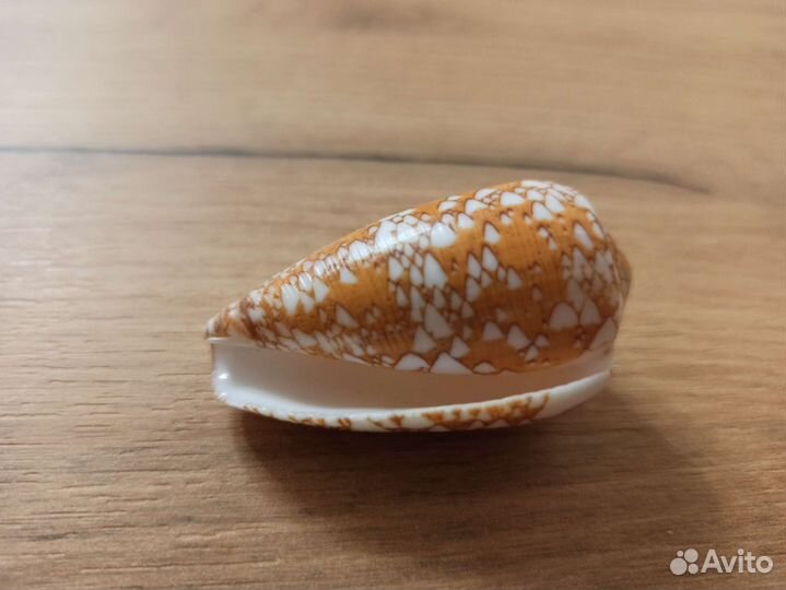 Морская раковина