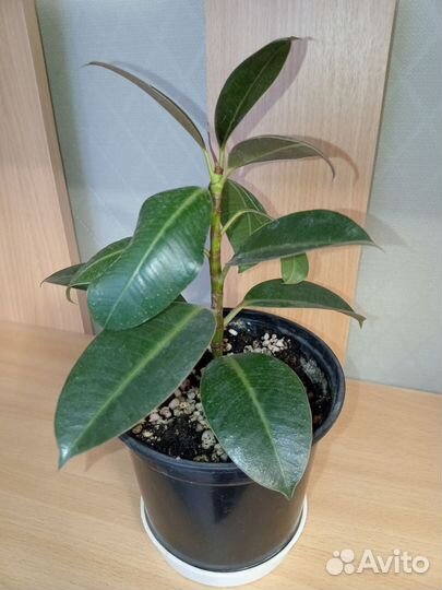 Фикус бенджамина пестролистный