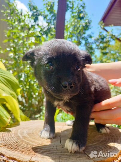 Собаки бесплатно в добрые руки щенки