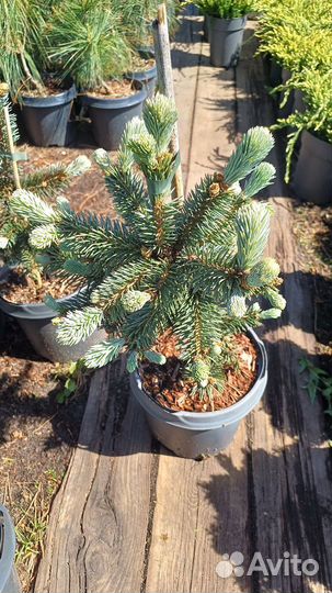 Голубая ель хупси