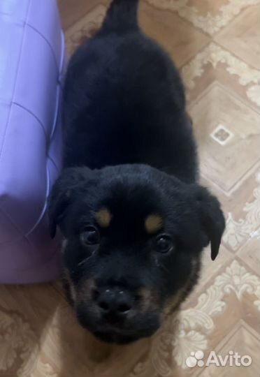 Собака ротвейлер