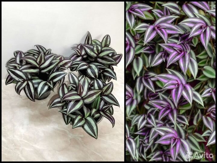 Tradescantia Zebrina Violet Hill