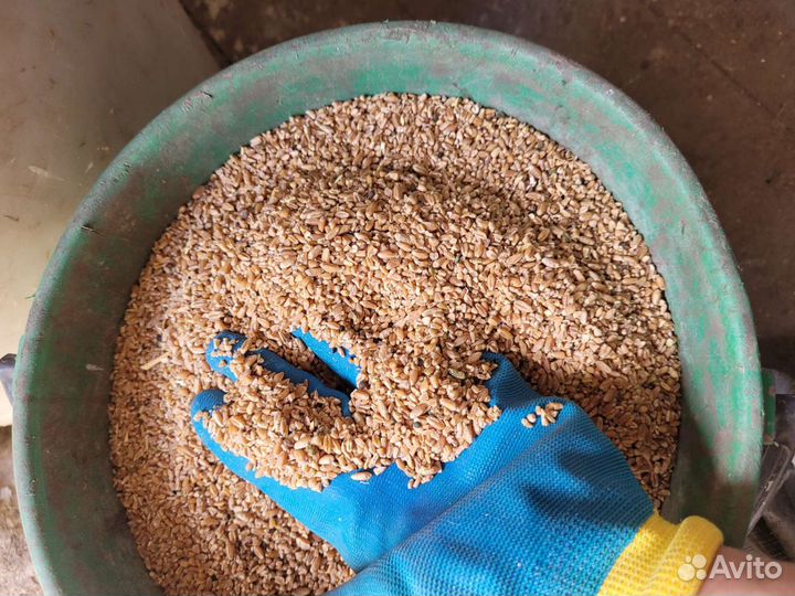 Зерноотходы