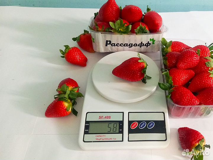 Рассада клубники. Оптом от 128 шт