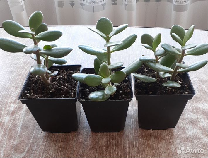 Толстянка,денежное дерево