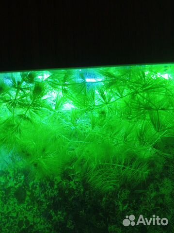 Растения в аквариум