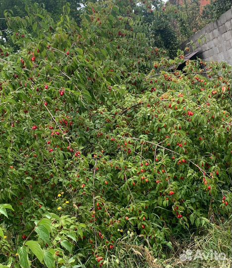 Кизил ягода