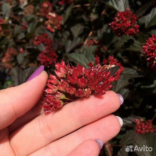 Кустарники для сада