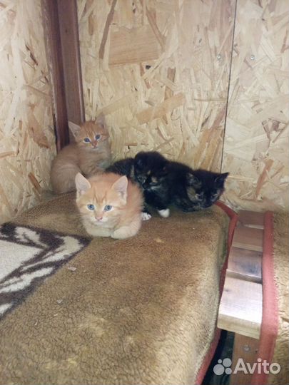 Коты и кошки