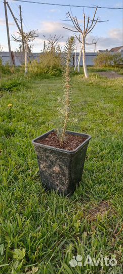 Ель голубая глаука