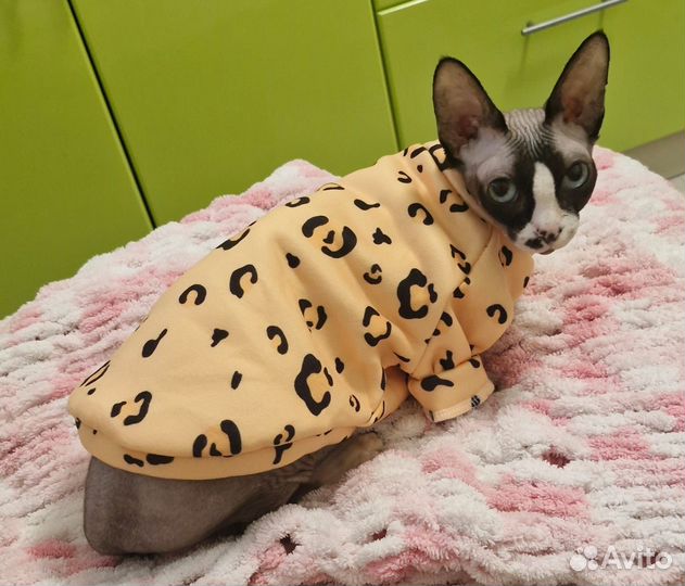 Отдам бесплатно кошечку