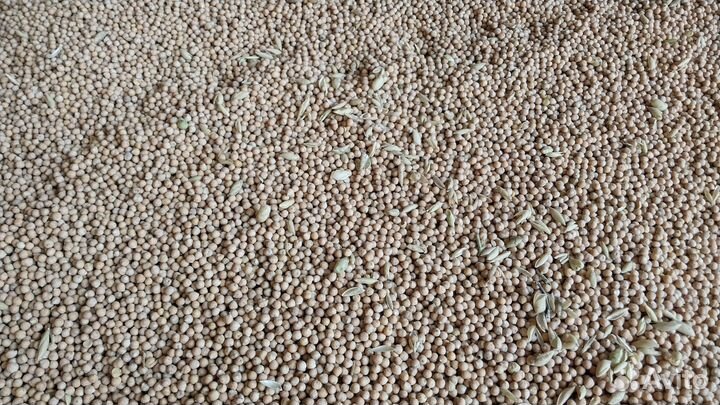 Нут. Урожай 2023