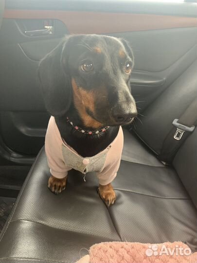 Такса вязка девочка