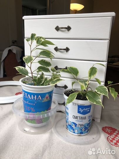 Фикус бенджамина вариегатный