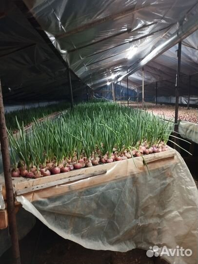 Лук перо, лук зелень