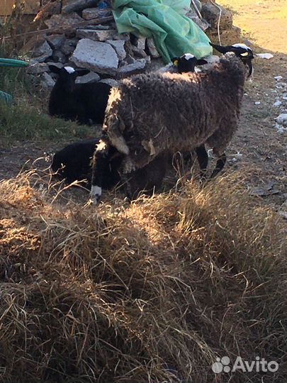 Овцы бараны