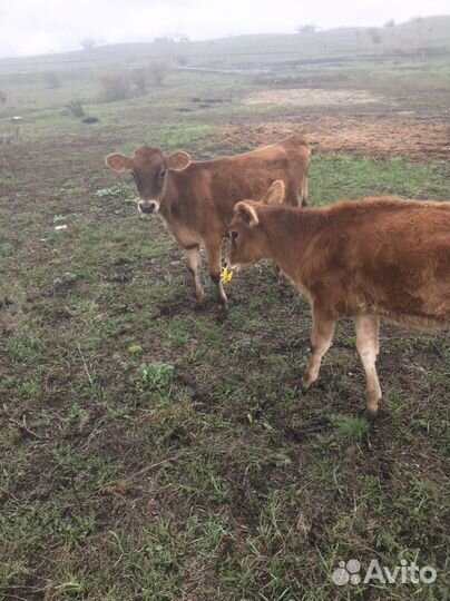 Джерсейская телочка