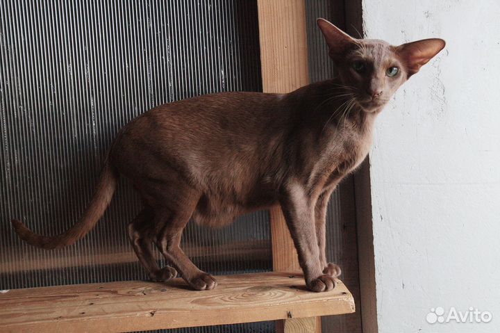 Ориентальная девочка