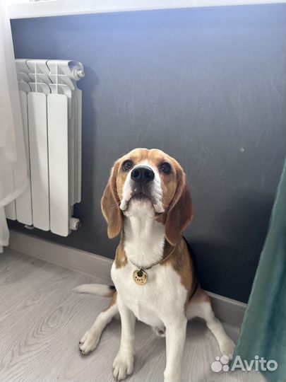 Кобель вязка Бигль