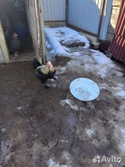 Петух брама