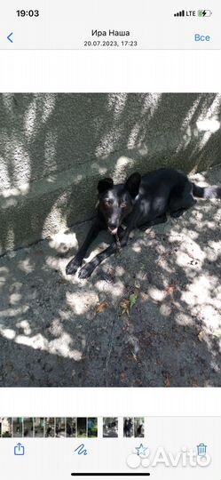 Собака мальчик в добрые руки