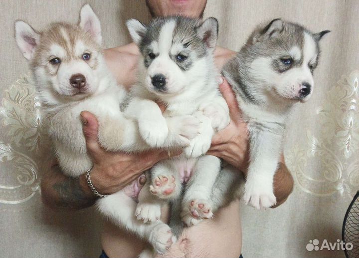 Щенки сибирской хаски