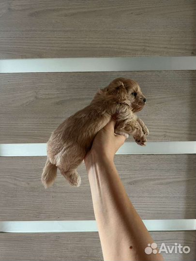 Мальтипу ф1 девочка карамель