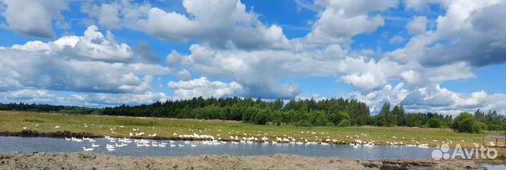 Гуси молодые порода Линда