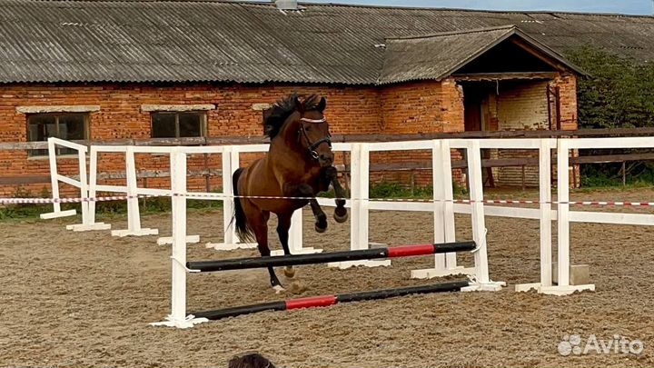 Продается Терский мерин,Тракененская кобыла и бп