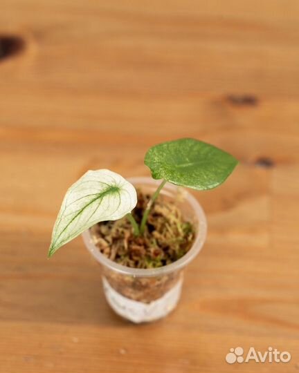 Алоказия Лонгилоба вариегатная (кобра)