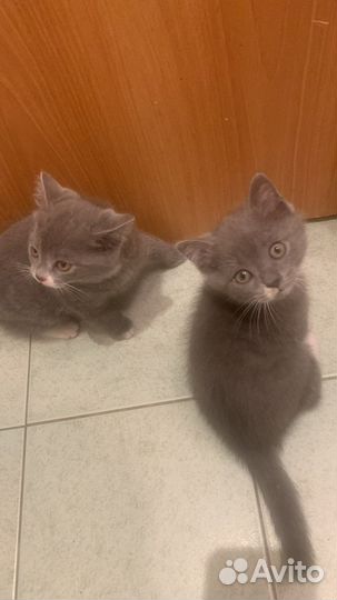 Шотландская вислоухая котята