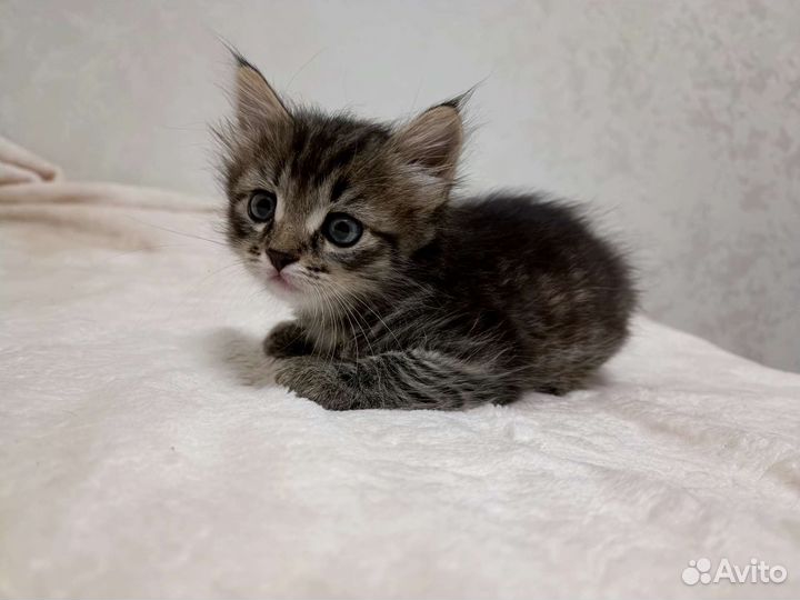 Котёнок 1 мес