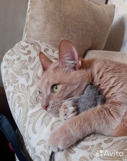 Самый лучший рыжий котик ищет дом