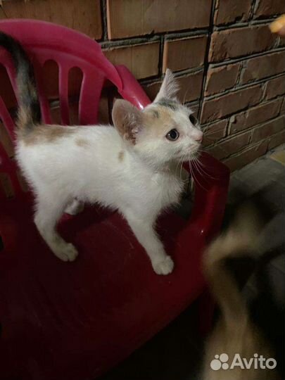 Котятки в добрые руки