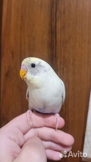 Полностью ручные птенцы волнистого попугая