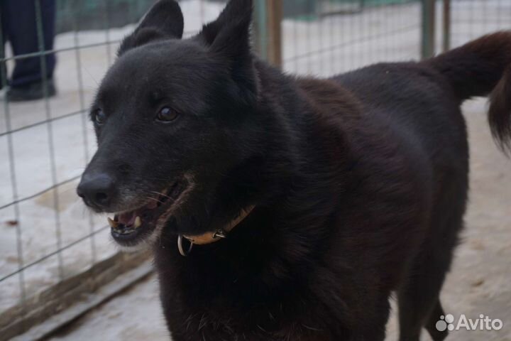 Талантливой Мухе одиноко в приюте